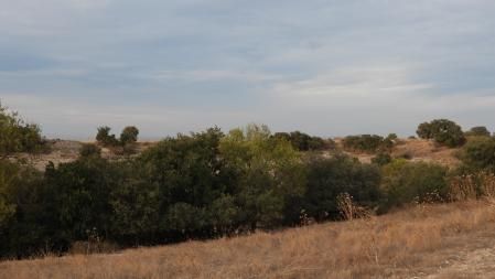 ¿Puedes ver la urraca?