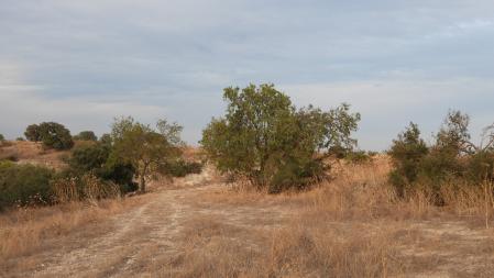 ¿Puedes encontrar la urraca?