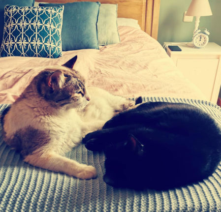 Los gatos de la presentadora en su cama, en una imagen de redes sociales.