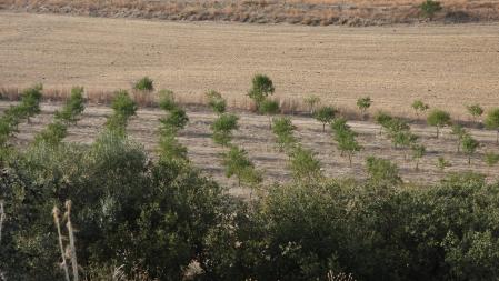 ¿Cuántos cuervos puedes encontrar?