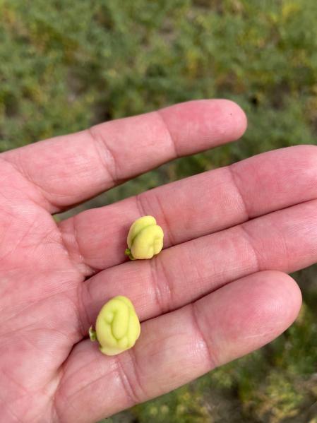 Un modelo que se basa en seleccionar el grano no solo por su valor nutricional,