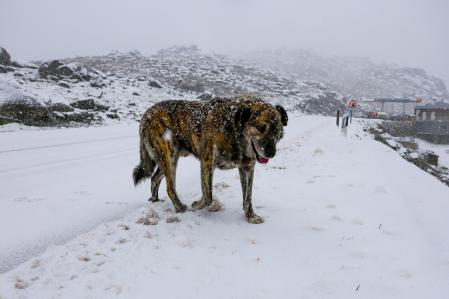 Un perro camina por la nieve en la Serra da Gralheira, en Portugal