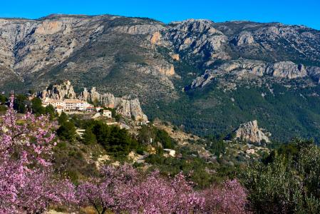 Castillo de Guadalest sobre una roca tras los almendros en flor