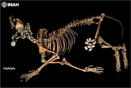 Esqueleto de un lobo mexicano que padeció osteoartritis severa antes de ser colocado en la Ofrenda 125
