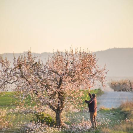 Un agricultor recolecta almendras en Arbeca