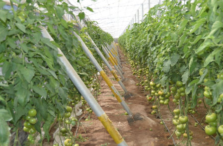 En Andalucía el sector agrícola tiene mucha importancia