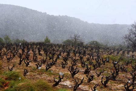 Nevada en los viñedos, en Torrelles de Foix.