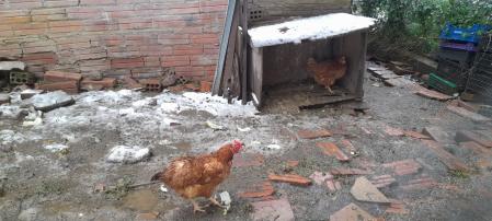 Gallinas en el día de la nevada.
