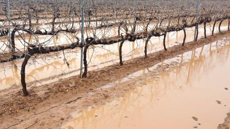 Las viñas inundadas de Salomó.