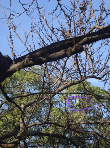 Solución al Reto de la cotorra.