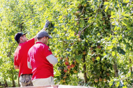 Agricultores recogiendo manzanas