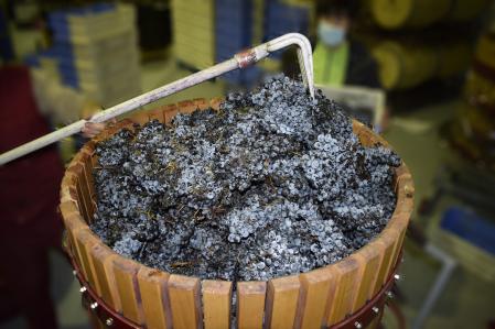 El proceso de elaboración de los vinos de hielo. 