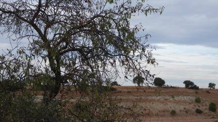 Reto visual: ¿Eres capaz de ver al milano real?