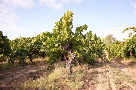 Viejas vides en vaso de la viña Cal Joan de Guilera&nbsp;
