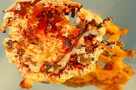 Las rejas del diablo del huevo de bruja.