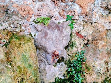 Gato en el surtido de agua de la Font del Gat.