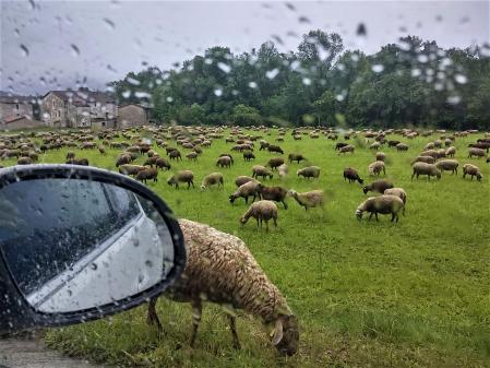 Rebaño pastando en un campo de la Vall d'en Bas, observado desde el coche.