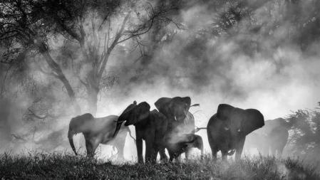 Un fotograma de 'Ghost Elephants'