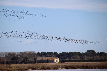 Aves en los campos inundados de Torroella de Montgrí.