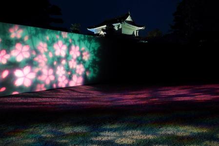 Cada año se celebra en el castillo de Nijo el festival nocturno inmersivo Naked Sakura