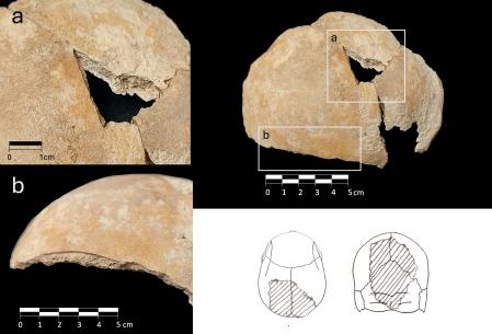 Los resultados del análisis isotópico del cráneo de Olèrdola indican que su procedencia sería foránea