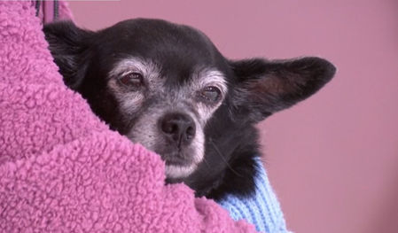 Mulán, la perra de Consuelo