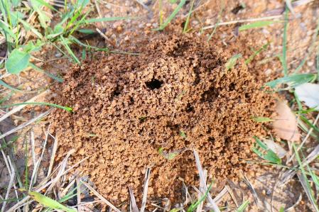 Hormiguero en Vilobí d'Onyar.