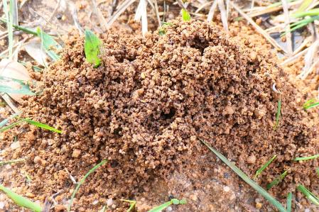 Hormiguero en Vilobí d'Onyar.