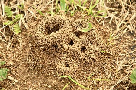Hormiguero en Palafrugell.