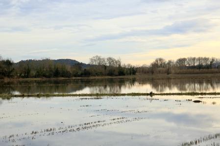 Juego de espejos en el Estany de Pals.
