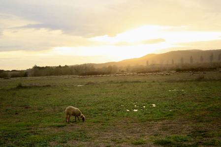 El atardecer de la oveja descarriada en Palafrugell.