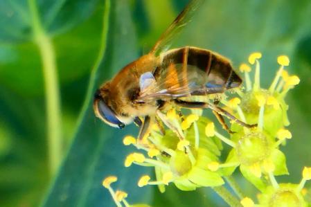 La mosca zángano, retratada en un jardín en Vilobí d'Onyar.