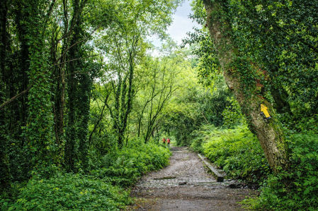 Las etapas del Camino Portugués transitan entre bosques y senderos húmedos de gran belleza