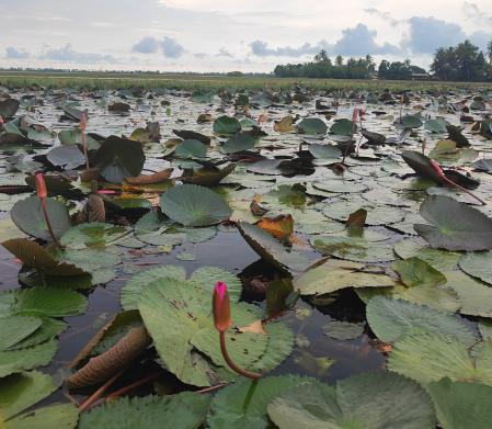 Malarikkal es especialmente hermoso en agosto, cuando florecen sus nenúfares;