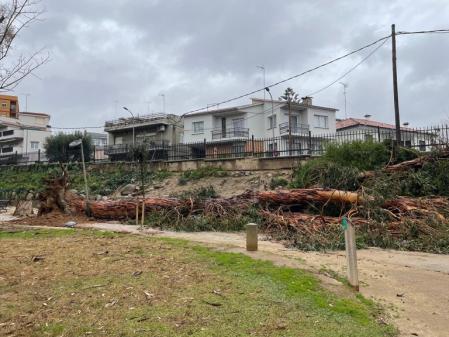 Un árbol caído como consecuencia de las ráfagas de viento en el Parc Central .