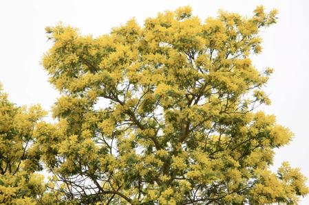 Mimosas en Palamós.
