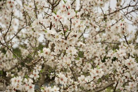 Almendro en flor, en Palamós.