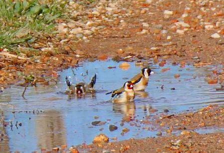 Jilgueros bañándose en una charca, en Vilobí d'Onyar.
