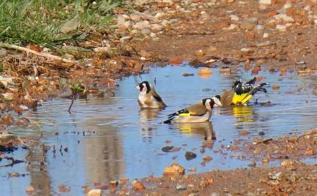 Jilgueros bañándose en una charca, en Vilobí d'Onyar.