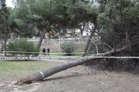 Los estragos del temporal en el cauce del río de la ciudad de València.&nbsp;