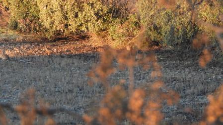 Reto visual: ¿Eres capaz de ver los conejos en menos de 30 segundos?
