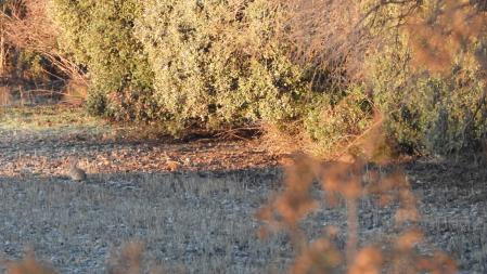 Reto visual: ¿Encuentras a los conejos?