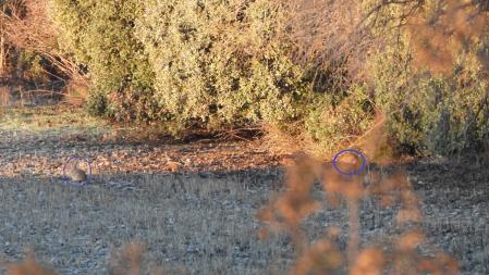 Solución al Reto visual con la posición de los dos conejos señalizada.