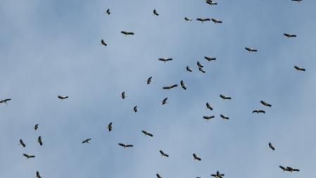 Migración de las cigüeñas.