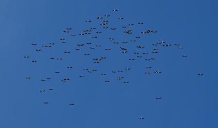 La migración de las cigüeñas.