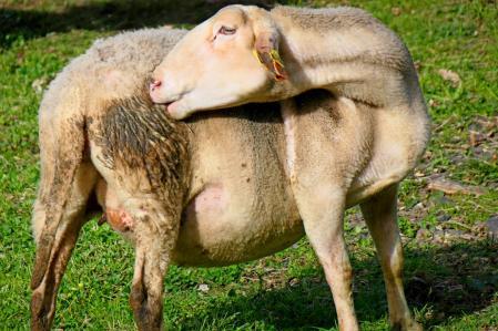 Oveja embarazada.