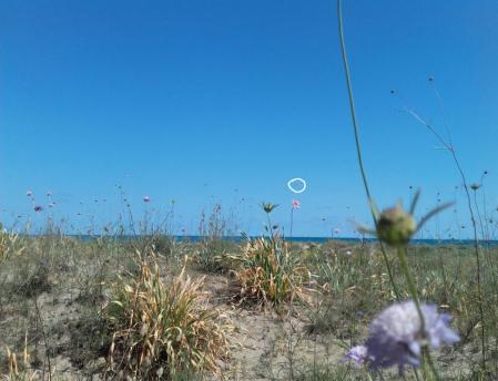 Solución al Reto visual del insecto.