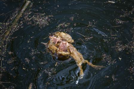 Apareamiento de sapos en el pantano de Vallvidrera.