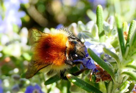 La abeja reina de Bombus pascuorum.