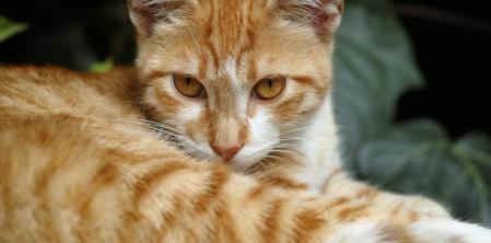 Esto quiere decir que tu gato te despierte a las 4 de la mañana, según expertos en conducta felina